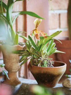 Libros Decorativos|Jarrones> Libro ilustrado The Artistry of Flowers