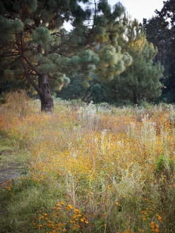 Libros Decorativos|Jarrones></noscript> Libro ilustrado The Artistry of Flowers