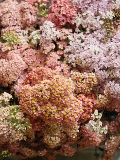 Libros Decorativos|Jarrones></noscript> Libro ilustrado The Artistry of Flowers