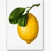 Best Libro ilustrado The Gourmand's Lemon. A Collection of Stories and Recipes Libros Decorativos|Jarrones