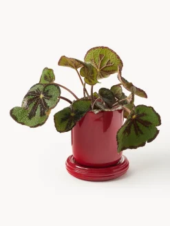 Maceteros|Jarrones><noscript><img width=