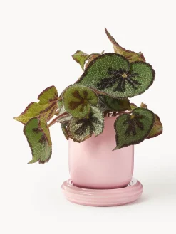 Online Maceta Churros Maceteros|Jarrones