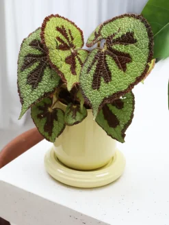 New Maceta Churros Maceteros|Jarrones