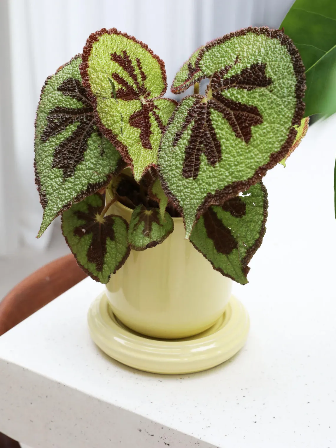 New Maceta Churros Maceteros|Jarrones