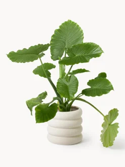 Outlet Maceta de gres Rudi, 30 cm Maceteros|Jarrones