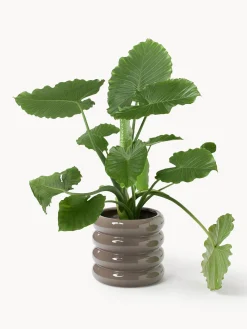 Maceteros|Jarrones></noscript>Westwing Collection Maceta de gres Rudi, 30 cm Gris pardo brillante