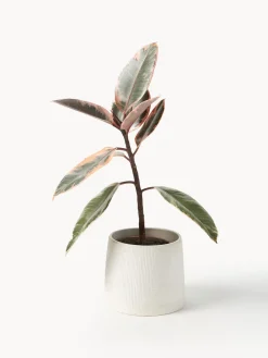 Clearance Macetero Benedita, 13 cm Maceteros|Jarrones