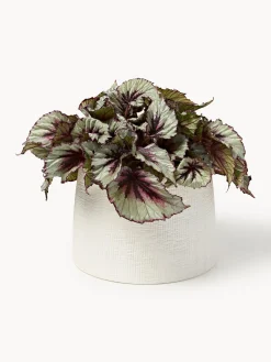 Online Macetero Benedita, 17 cm Maceteros|Jarrones