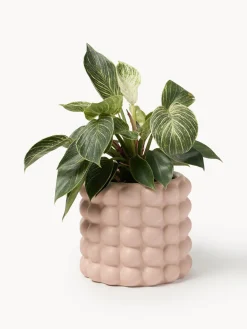 Maceteros|Jarrones></noscript>Westwing Collection Macetero de gres Bob, 18 cm Melocotón