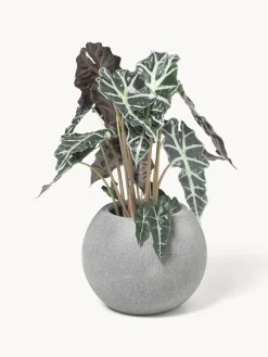 Maceteros|Maceteros De Exterior></noscript>Westwing Collection Macetero de hormigón Tuscany, 21 cm Gris