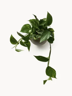 Maceteros|Maceteros De Exterior></noscript>AYTM Macetero de metal de pared Globe Greige