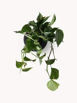 Maceteros|Jarrones></noscript>AYTM Macetero de metal de pared Globe Negro