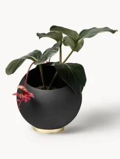 Maceteros|Jarrones><noscript><img width=