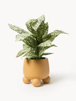 Hot Macetero grande Olea, 32 cm Maceteros|Jarrones