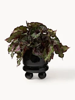 Maceteros|Jarrones><noscript><img width=