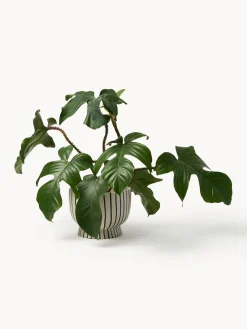 Maceteros|Jarrones><noscript><img width=