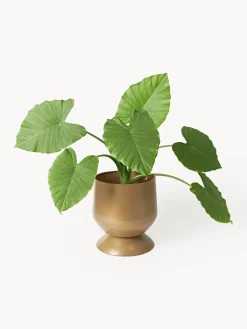 Hot Maceteros Renya, 2 uds. Maceteros|Jarrones