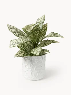 Maceteros|Jarrones><noscript><img width=