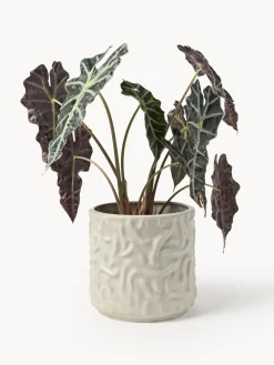 Maceteros|Jarrones></noscript>DBKD Olla mediana Swoon - Mole Beige claro