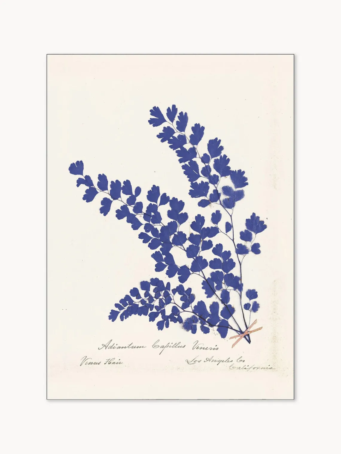 Pósters|Jarrones>POSTER & FRAME Póster enmarcado Botanical Fern III Blue