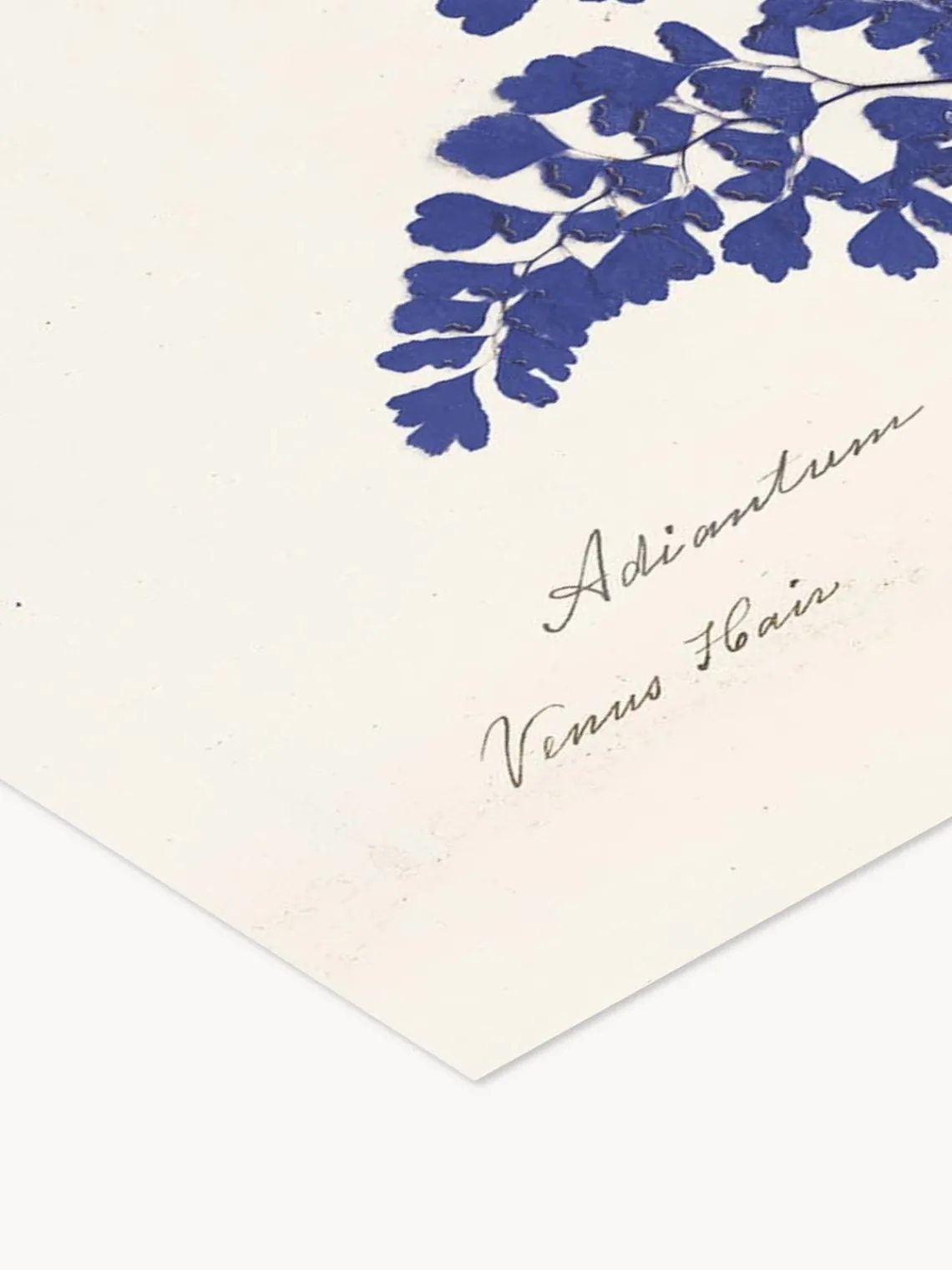 Pósters|Jarrones>POSTER & FRAME Póster enmarcado Botanical Fern III Blue